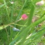 Lathyrus nissolia Flower