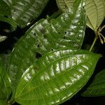 Miconia rubescens List