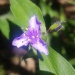 Tradescantia virginianaBlomst