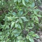 Pyrus elaeagrifolia 葉