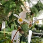 Begonia abdullahpieei Flor