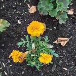 Tagetes erecta Habit