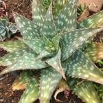 Aloe lateritiaЛист