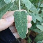 Phlomis purpurea Leaf