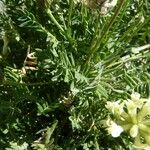 Oxytropis campestris Likasa