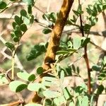 Vachellia permixta Levél