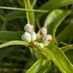 Ichthyothere terminalis Flor