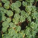 Rhodiola pachyclados Φύλλο