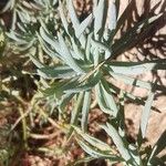 Dudleya edulis Hoja
