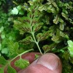 Asplenium pumilum 果実