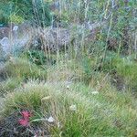 Festuca gautieri Habit