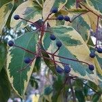 Ligustrum lucidum Frukto