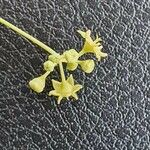 Helinus integrifolius Flower