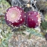 Opuntia engelmannii Frutto