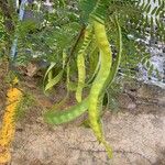 Prosopis juliflora Fruit