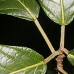 Ficus brevibracteata Hoja