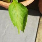 Capsicum chinense Hoja