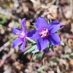 Lysimachia monelliFlower