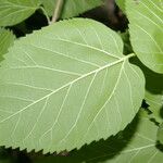 Morus celtidifolia Blatt