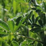 Lupinus pilosus Blad