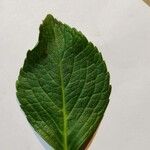 Hydrangea macrophylla Leaf