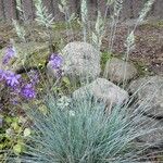 Festuca cinerea Habit