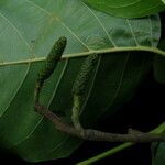 Alnus nitida Hábito