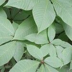 Aesculus parviflora ഇല