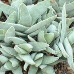 Crassula perfoliata Φύλλο