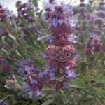 Salvia dorrii Flower