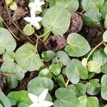 Dichondra micrantha