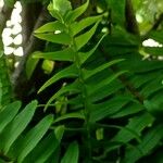Nephrolepis cordifolia Лист
