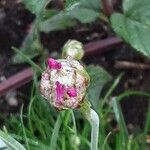 Armeria maritima Flower