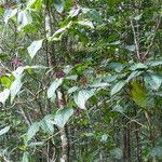 Miconia crenata Plod