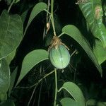 Passiflora laurifolia Frukto