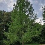 Larix deciduaFrunză