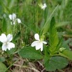 Viola pumila Blüte