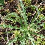 Carlina vulgaris Blad