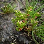 Crassula vaillantii Hábito