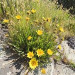 Wyethia angustifolia Habitat