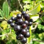 Ligustrum vulgareFruit