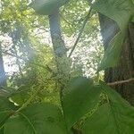 Toxicodendron radicans Flower