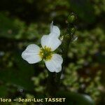 Damasonium alisma Λουλούδι