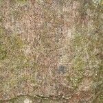 Elvasia elvasioides Bark