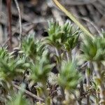 Arenaria aggregata Hoja
