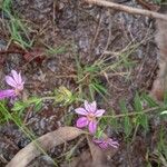 Cuphea ericoides Flor
