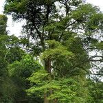 Caesalpinia pluviosa Habit