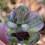 Delphinium staphisagria Blüte