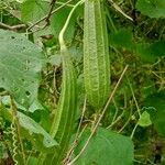 Luffa acutangula Плод