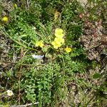 Morisia monanthos Hábito